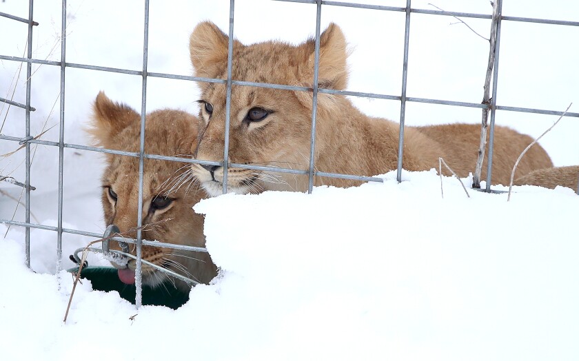 A pair of the Ukrainian lion cubs stop playing in the snow to get a drink of water
