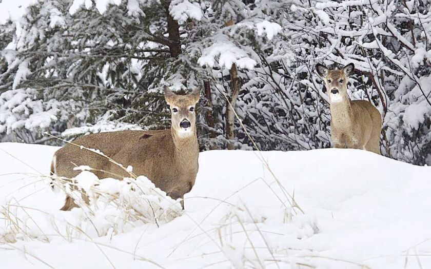 Deer
