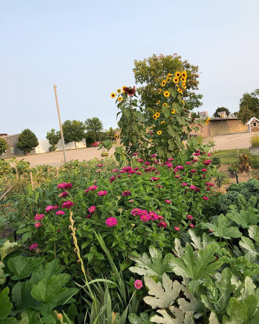 The High Avenue Gardens at the Willmar Community Center in bloom.jpg