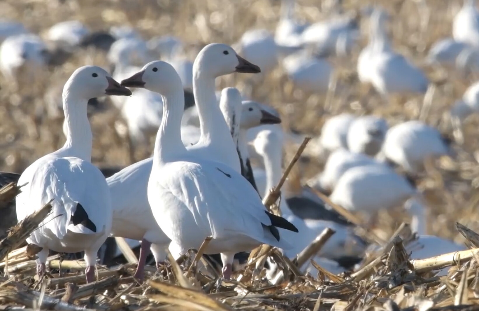 Fall Light Goose Light geese population likely to come through North Dakota later than ...