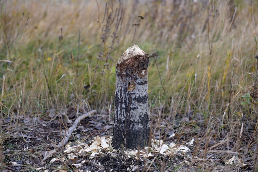 A tree along the Downtown Fargo River Walk that was cut down by beavers as pictured on Thursday, Nov. 6, 2025.