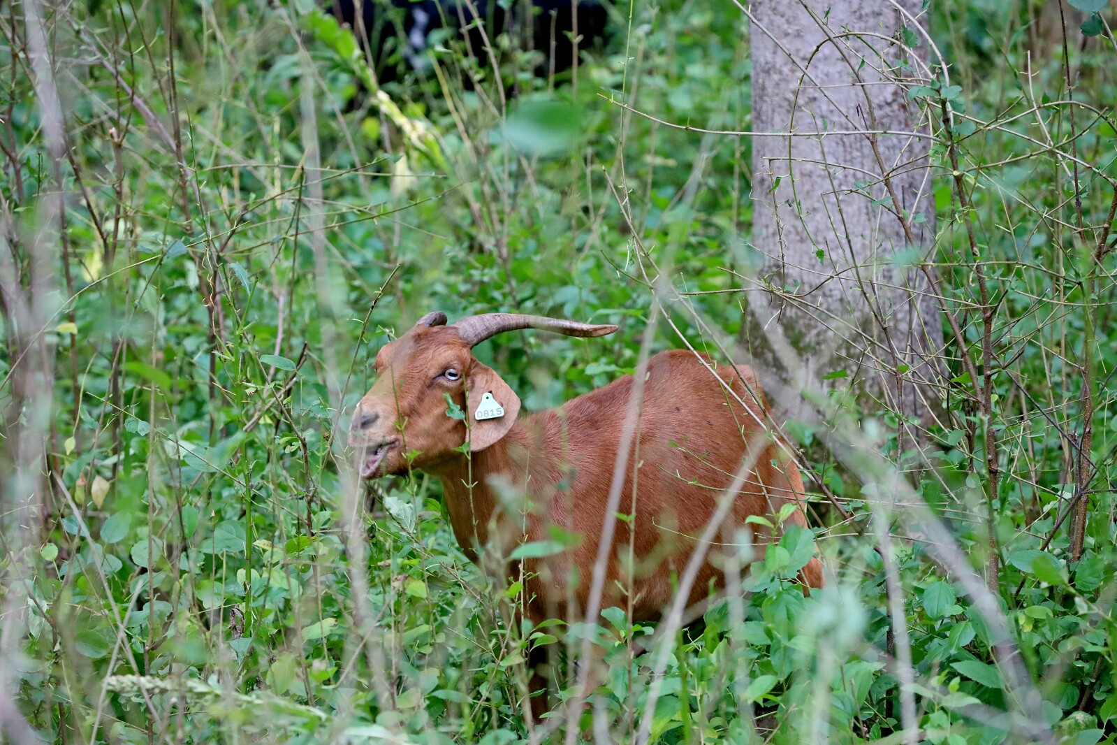 Goats munch on area foliage.