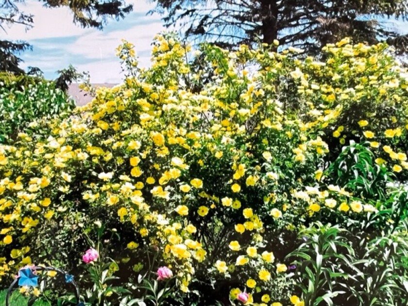 Yellow roses from the bush of Marilyn Tinjum's mother.jpg