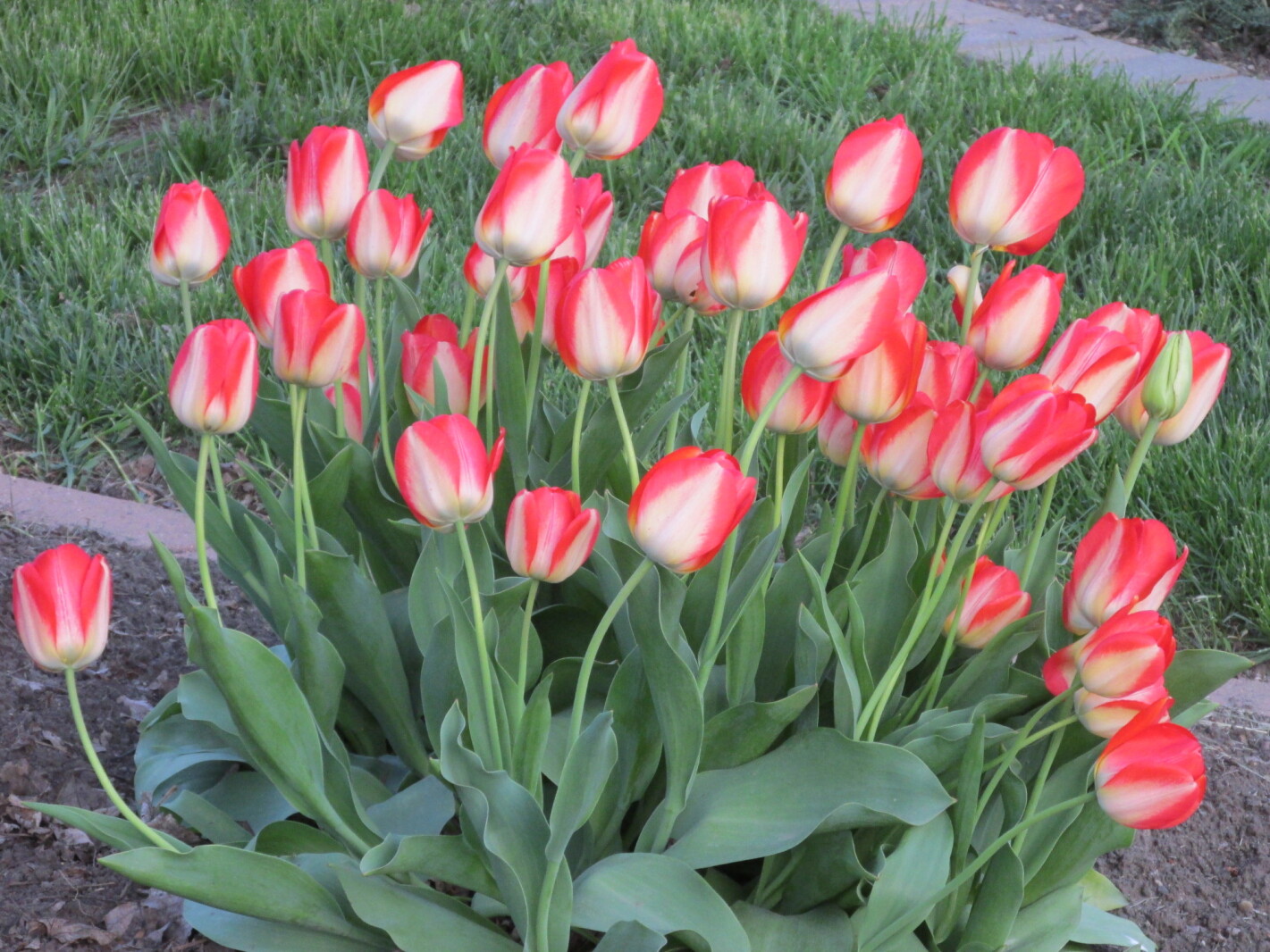 Tulips bring in the first signs of spring