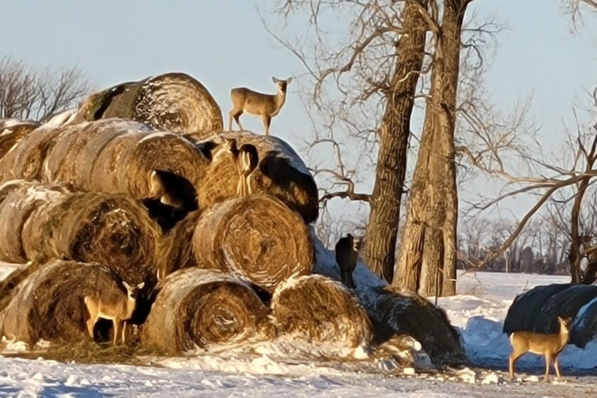 Will Deer Eat Hay? Exploring Their Dietary Preferences