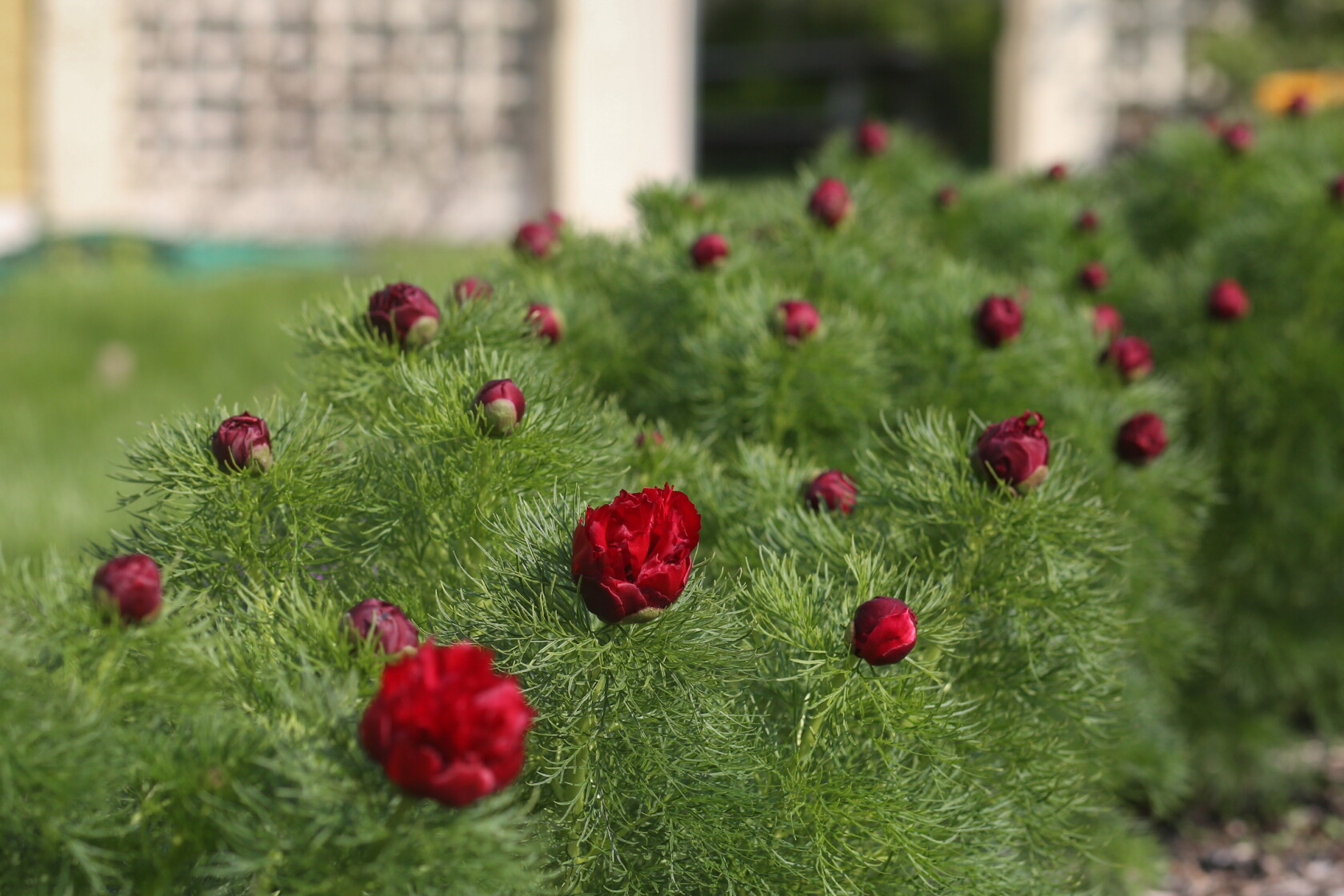 Bring Spectacular Blooms To Your Yard With These Planting Suggestions bring-spectacular-blooms-to-your-yard-with-these-planting-suggestions