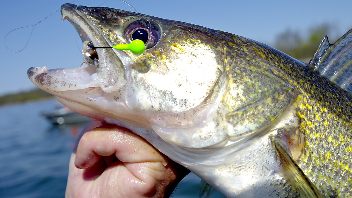 finding lures on fish The Lure Hunter: A Guide to Fishing Lures: Fisk, Brian: 9798864791929 Books Which lures catch the most