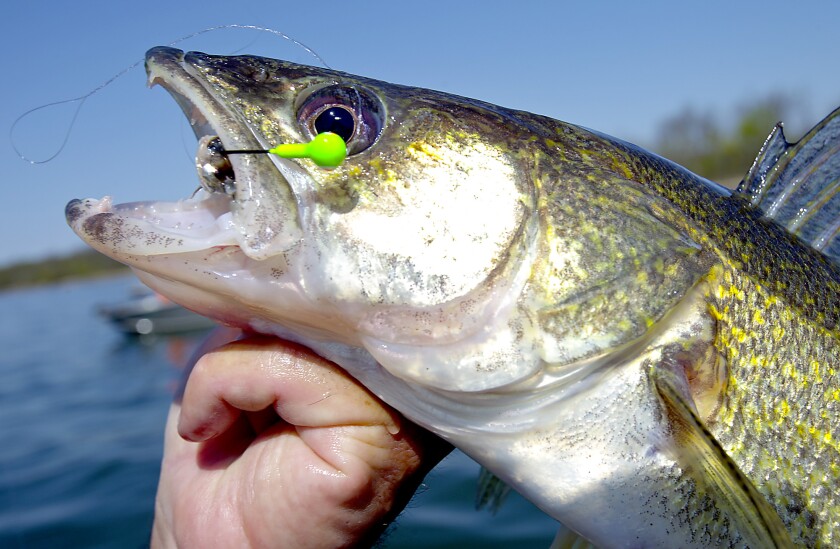 walleye caught on a jig