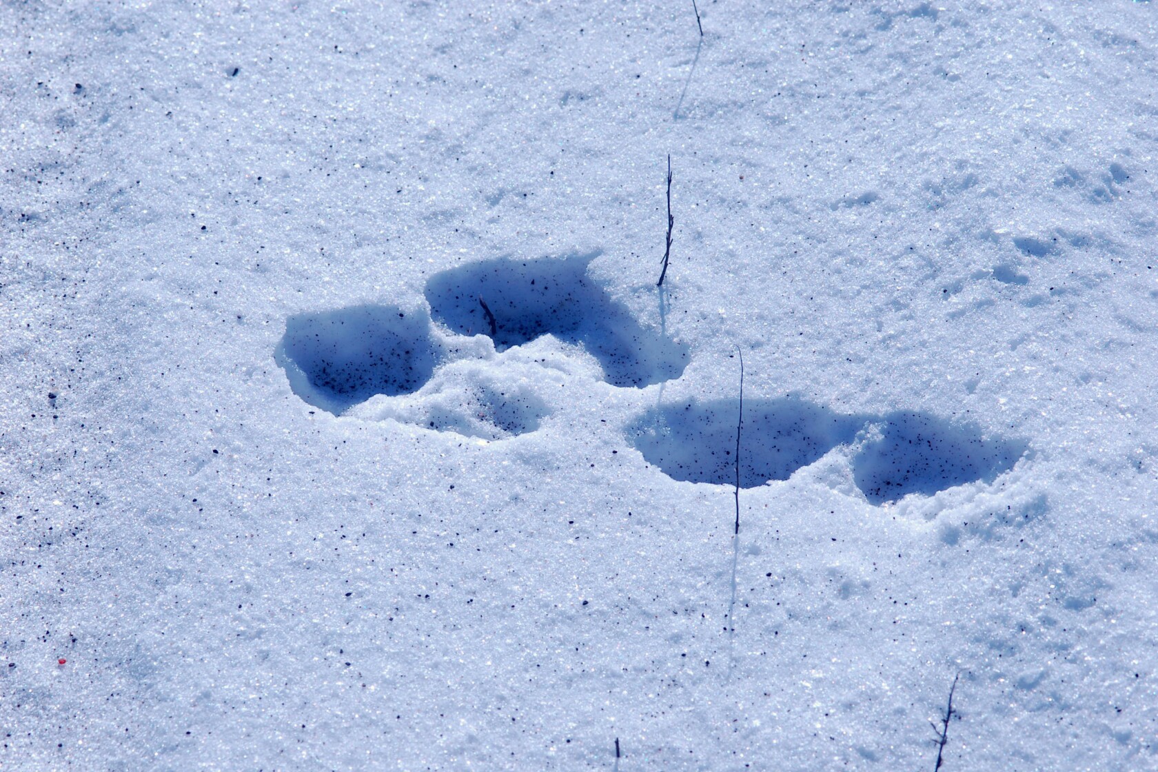 Northland Nature: Snowshoe hares survive lack of snow - Duluth News