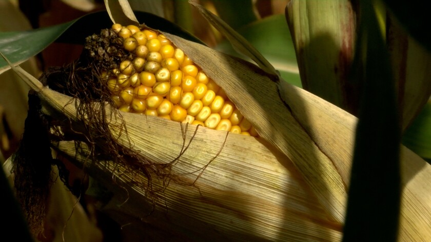 Dented corn ear