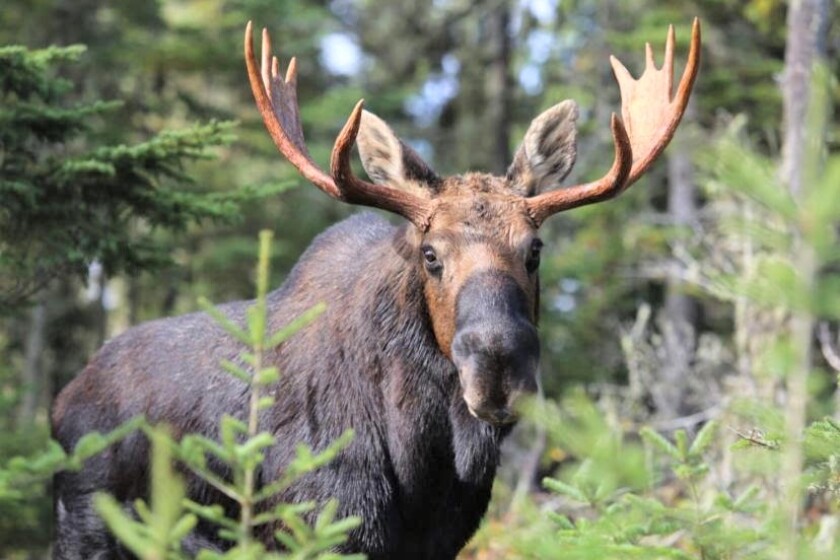 Duluth hunter charged with illegally shooting moose - InForum | Fargo ...