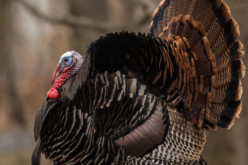 Turkey