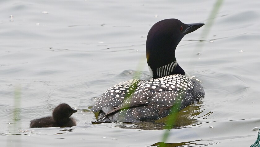 Loon nesting on Lake Hubert