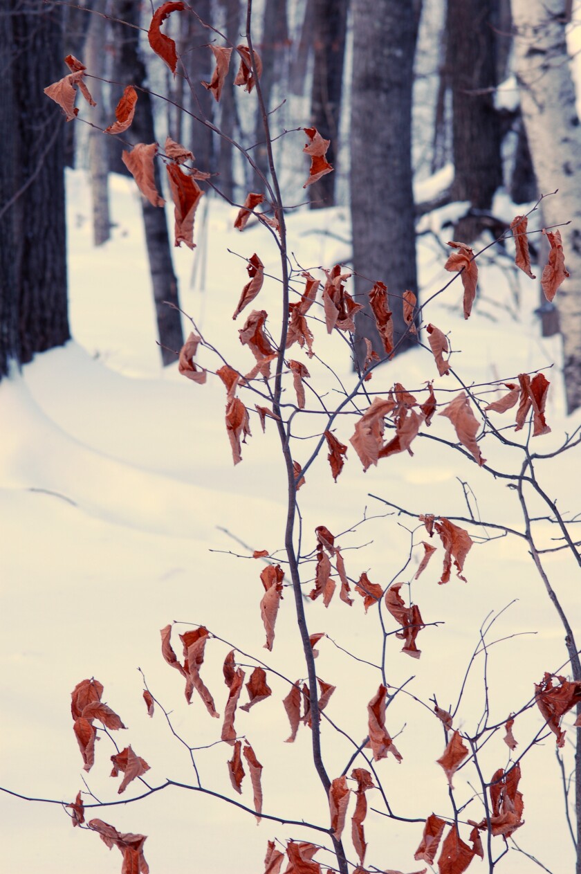 A small ironwood tree in the winter