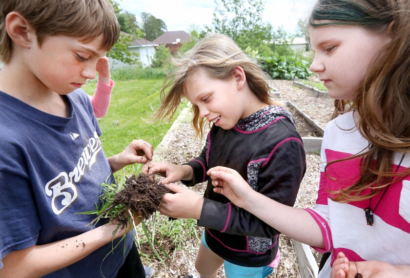 Three elementary age children search for worms in a chunk of grass-laden dirt.