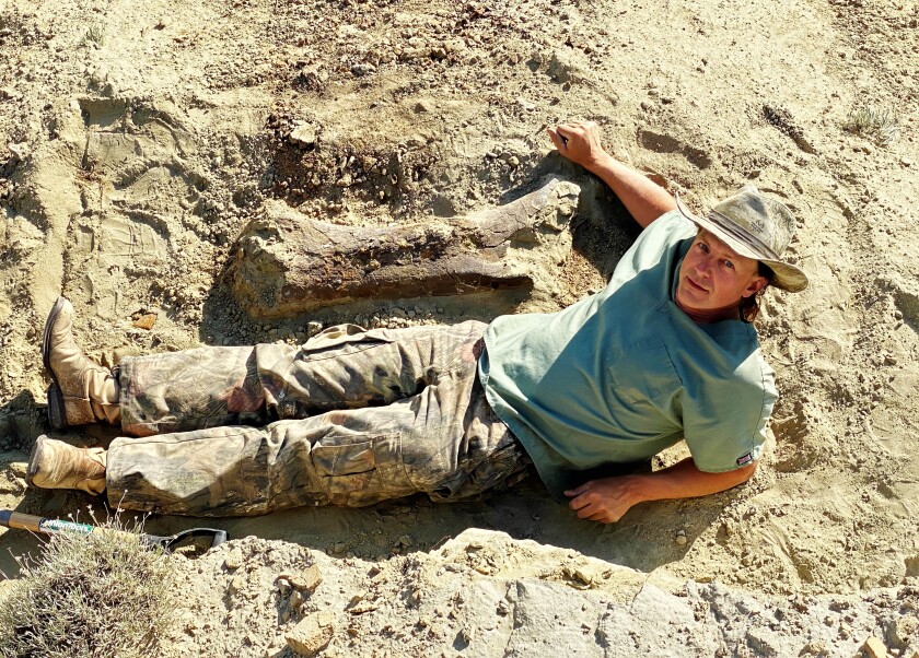 Triceratops femur Bowman dinosaur fossils