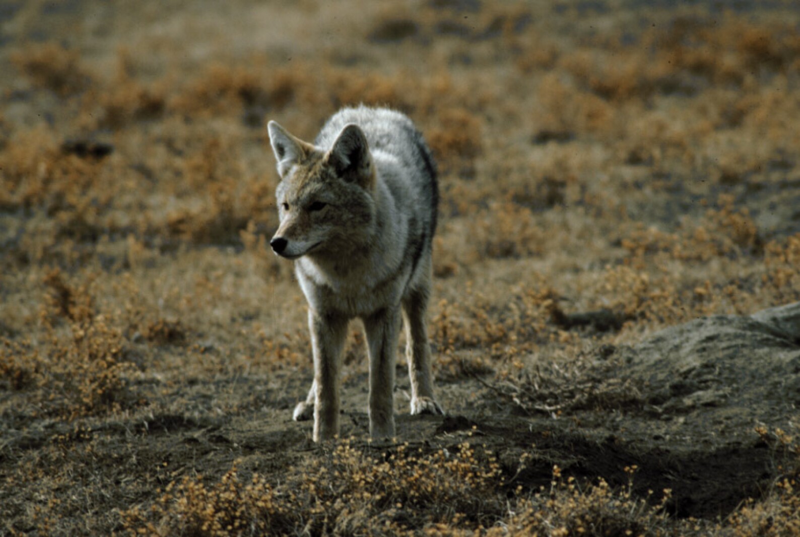 Coyote catalog available in North Dakota InForum Fargo, Moorhead