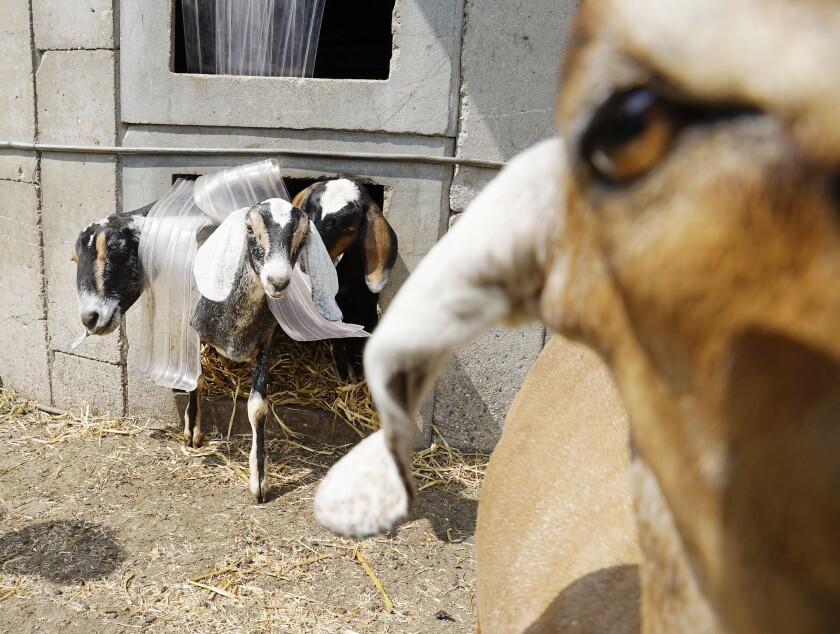 Goat 9832.jpg