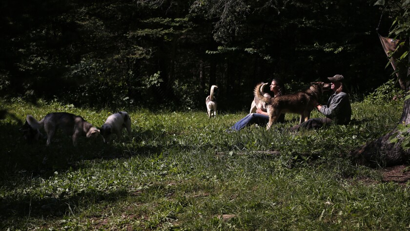 Woman and man sitting and petting two dogs while several other dogs run around and play.