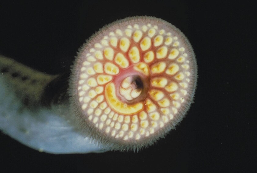 111319.N.DNT.lampreyC2.jpg