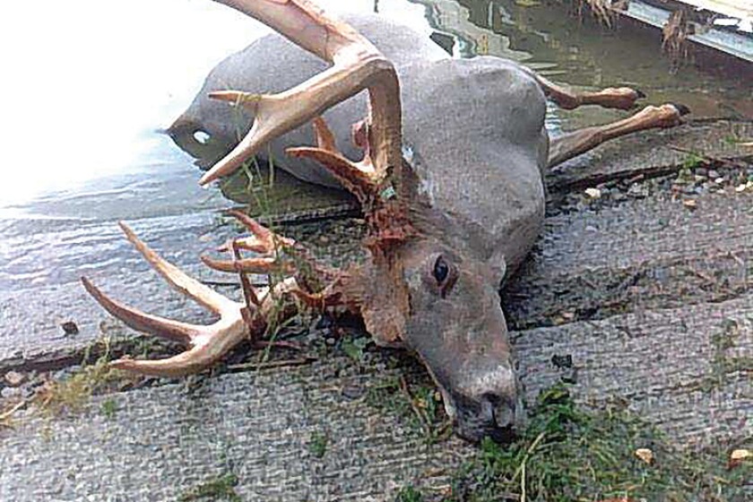 2053065+10-4-deer.jpg