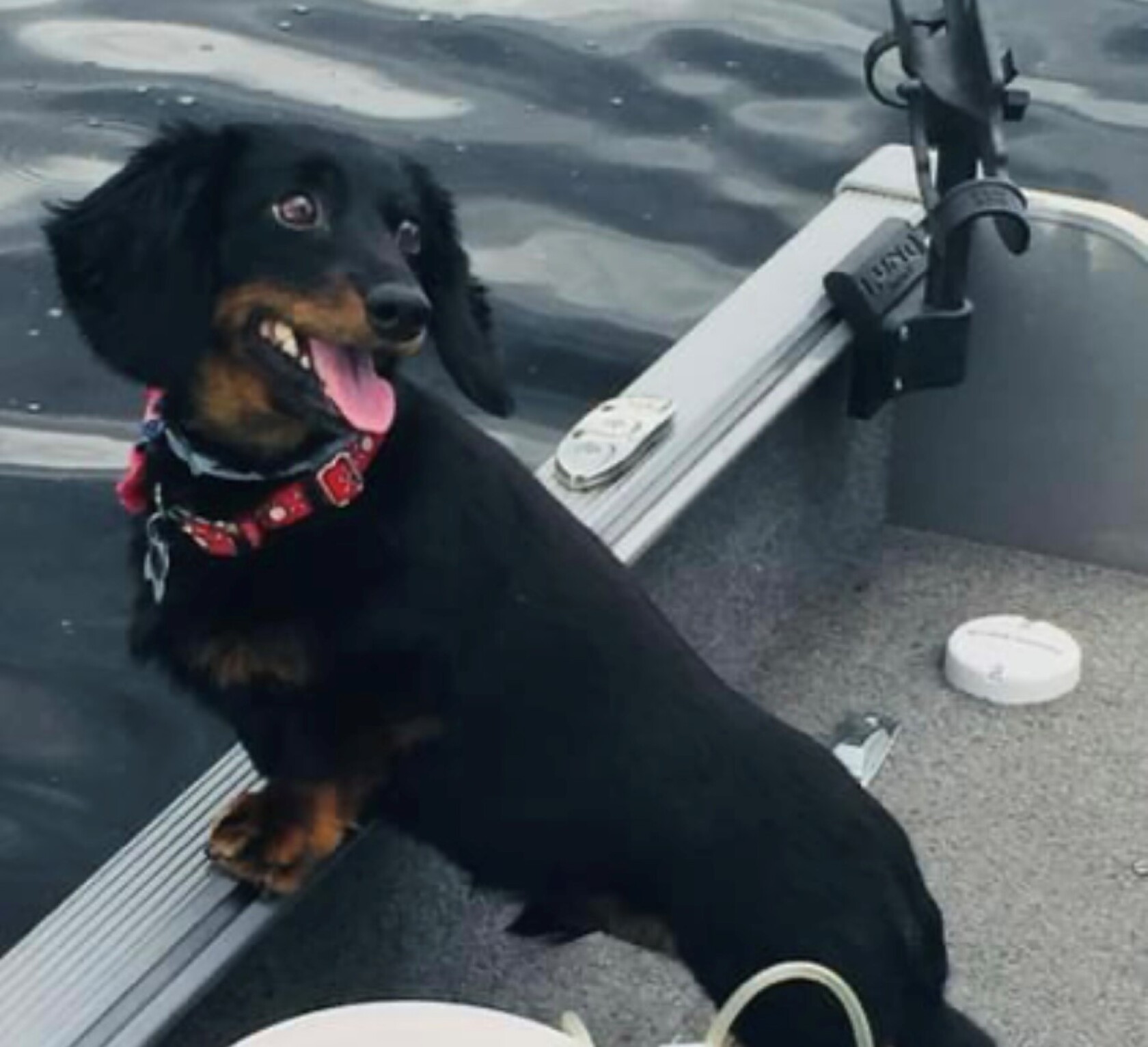 Doxin Jarrid Houston column: A sad farewell to Capt. Doxin, best dog ever ...