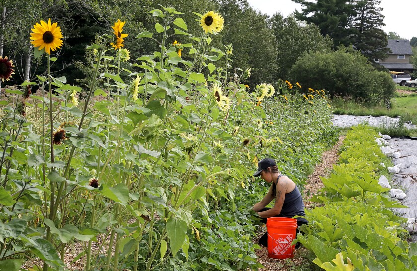 Claire Lande picks beans at her farm, Farm Lande, in rural Duluth