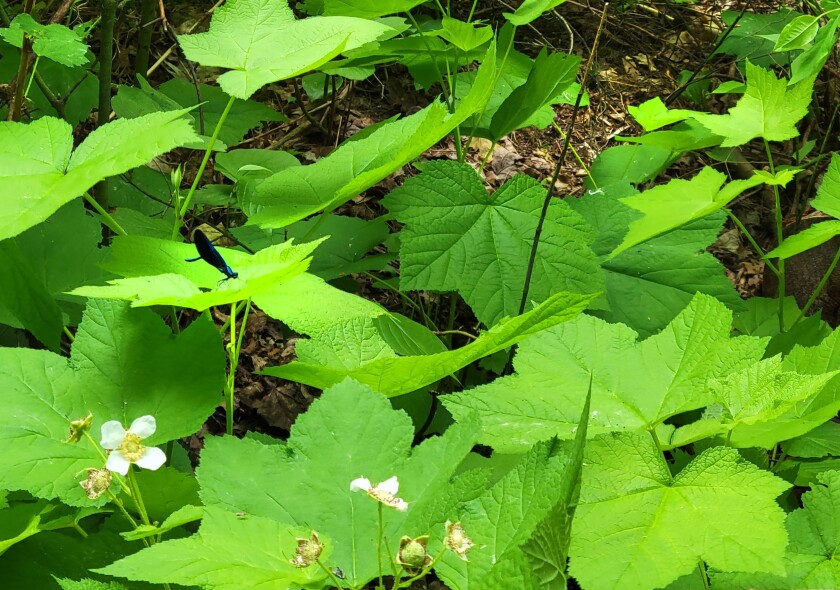 A black butterfly with a blue head rests on single bright green leaf, among a sea of bright green leaves.