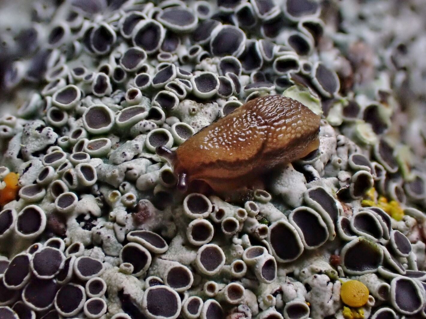 Natural Connections: Seeing the world through a slug's eyes - Superior ...