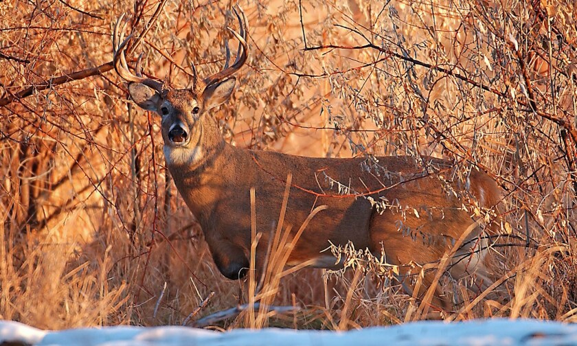2939035+deer.jpg