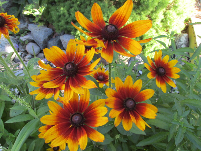 In need of deer-resistant plants? Here are some ideas