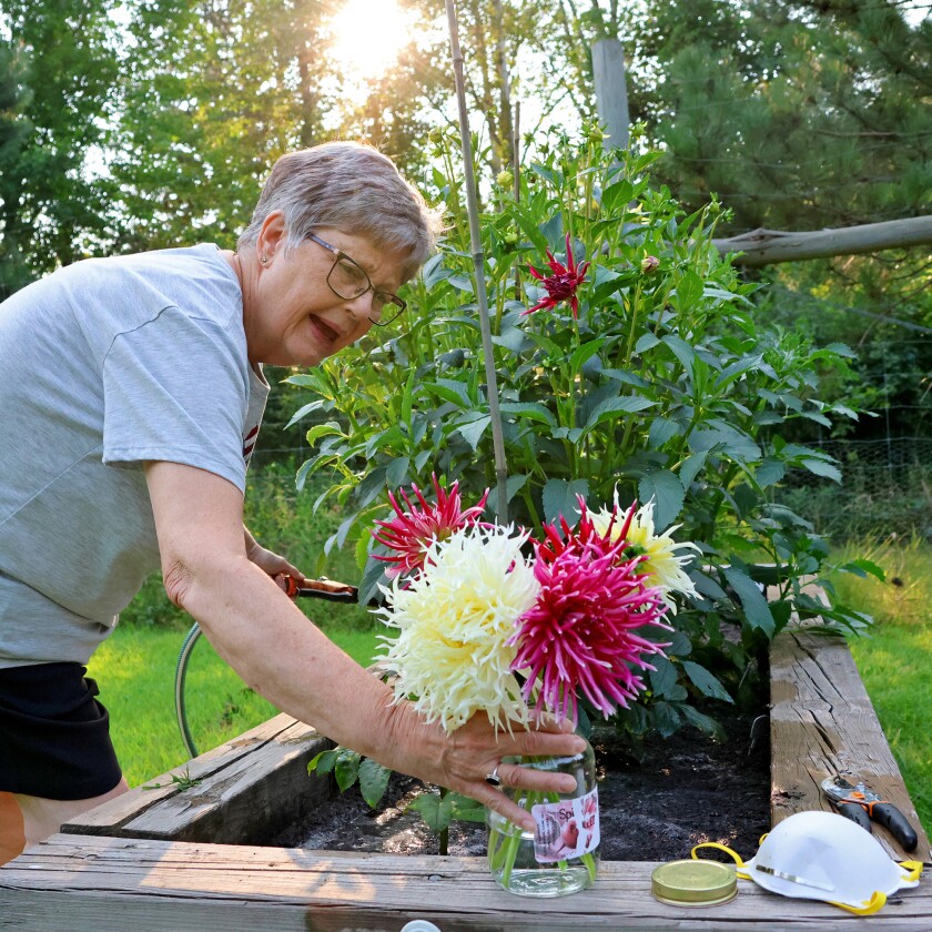 A woman waters a raised garden bed of dahlia plants.