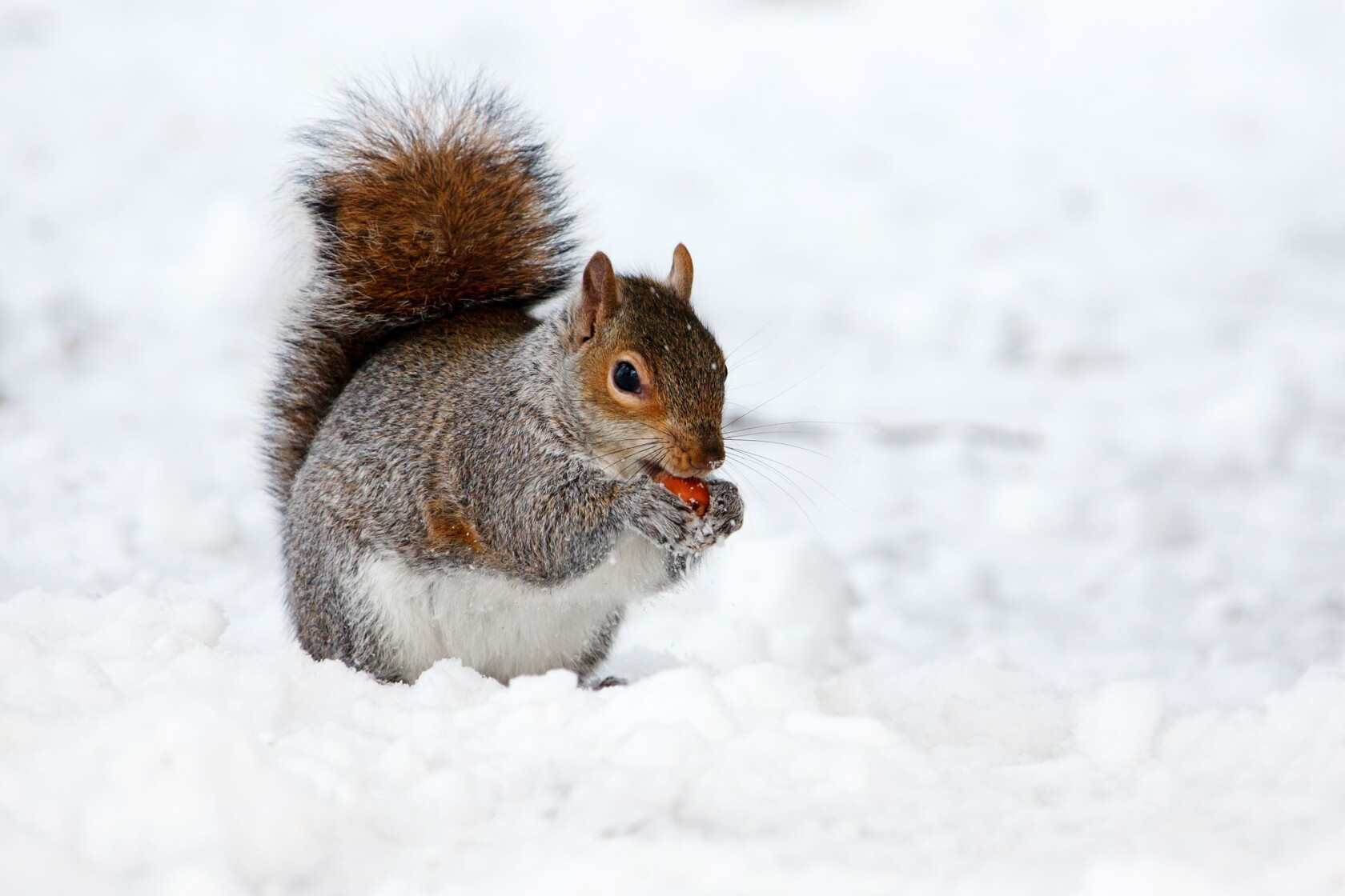 Column How Do Animals Survive Winter In Northern Minnesota Column how do animals survive winter in northern minnesota