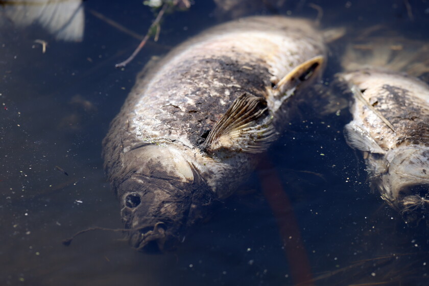 Ice melt leads to dead fish surfacing on numerous area lakes - The ...