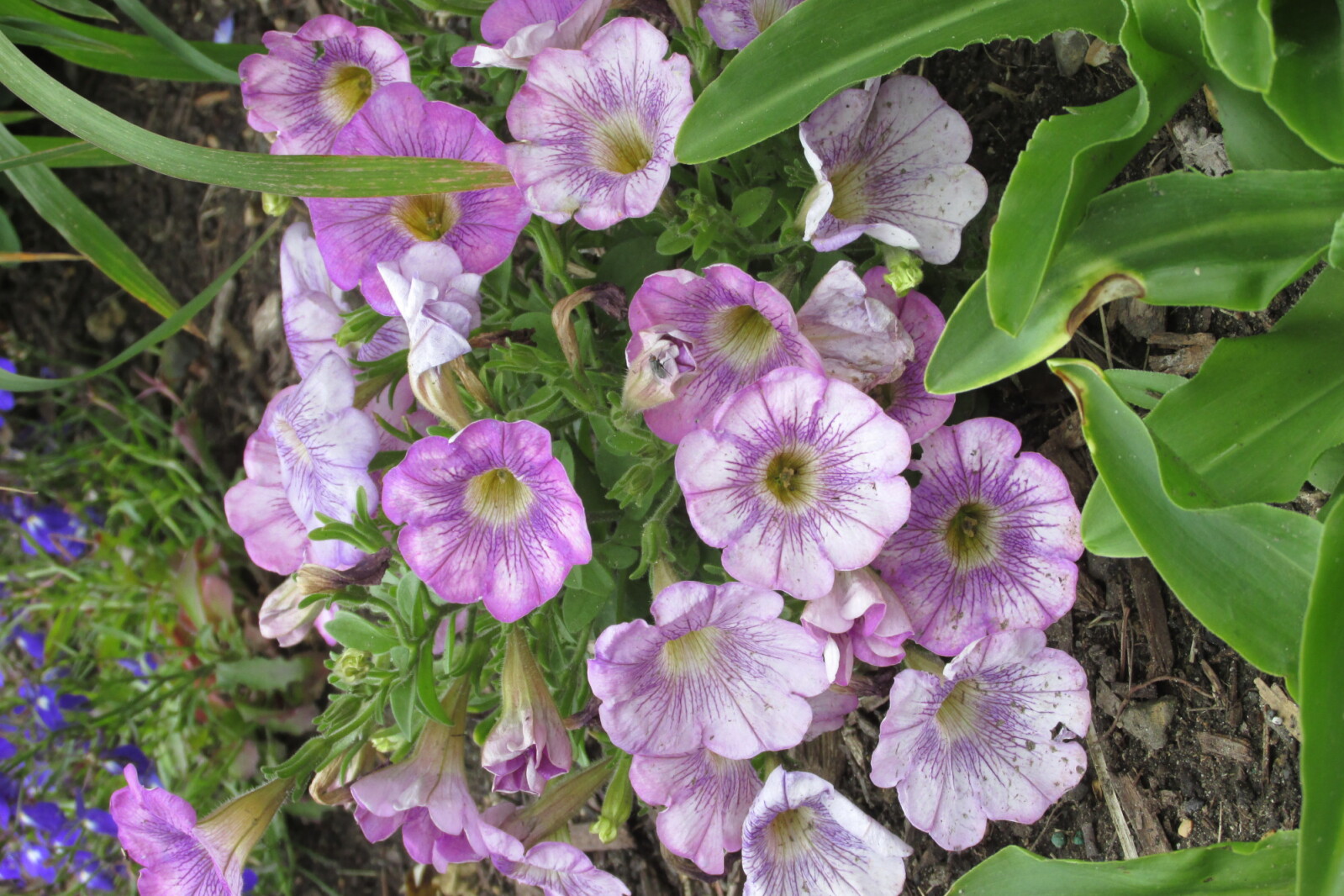 Obtain colorful diversity with petunias
