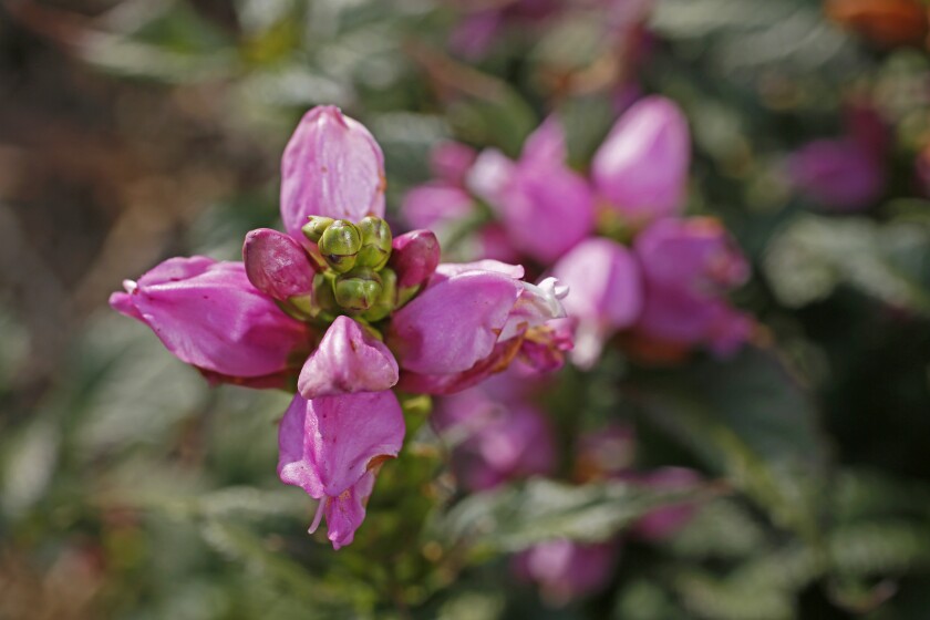 100320.F.FF.GrowingTogether.02.jpg