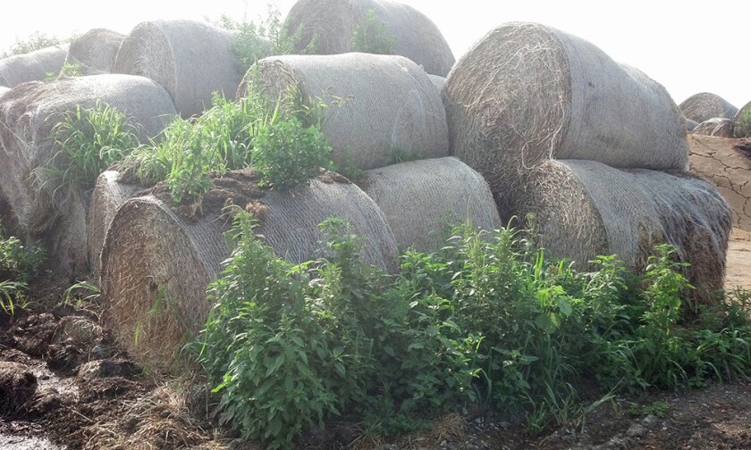 2537042+Hay Palmer amaranth.jpg