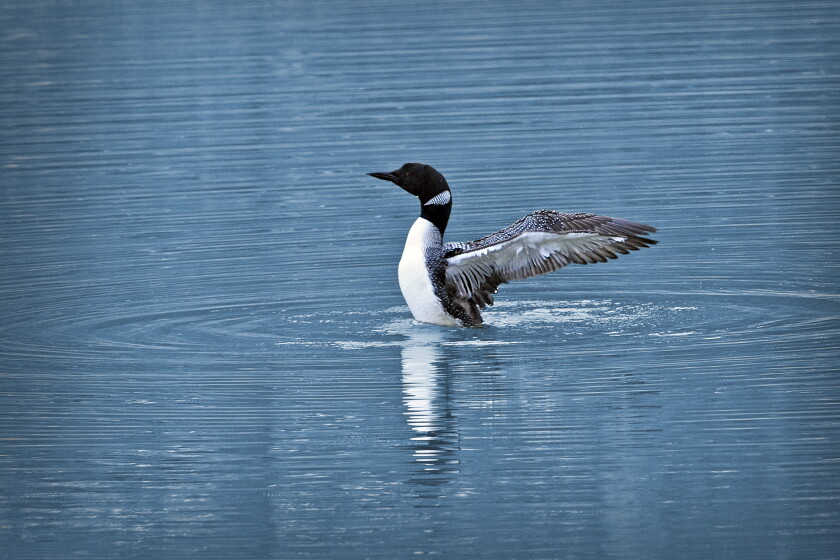 Loon Rising Mn Minnesota DNR needs volunteers in Kandiyohi County for loon survey July ...