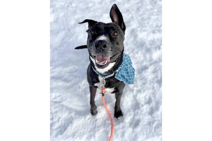 "Pet of the Week" Fenway, a dog