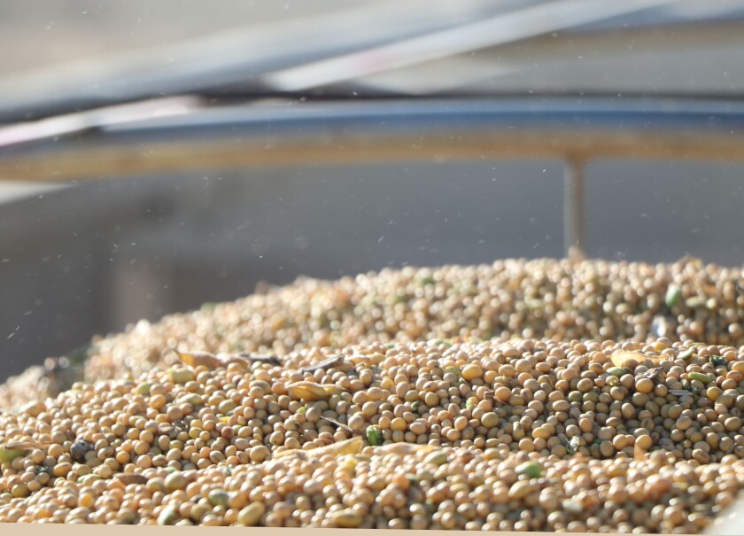 092421.B.FF.SOYBEANPLANT.jpg