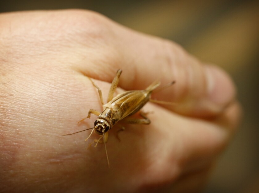 022221.B.FF.CRICKETFARM-reviers.03.jpg