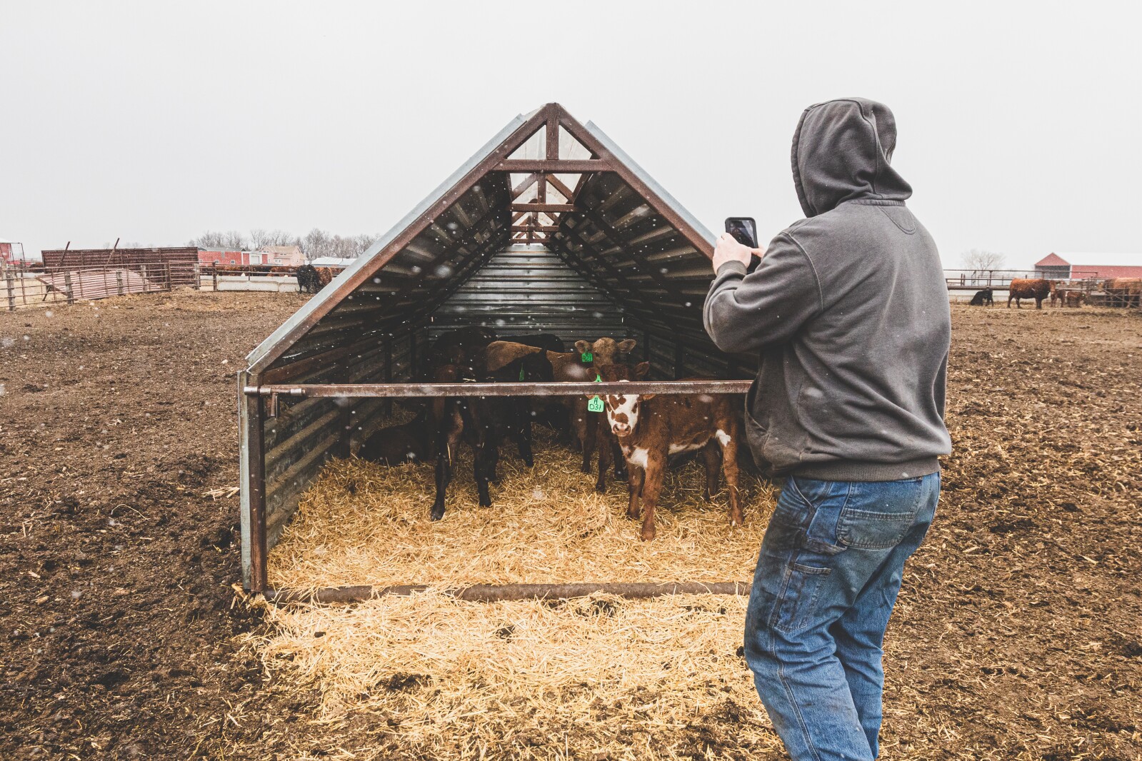 GronsethCattleFarm-26.jpg