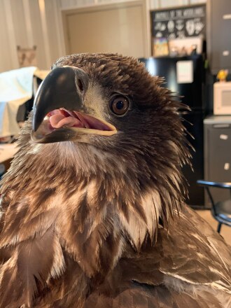 Eagle recovery.jpg