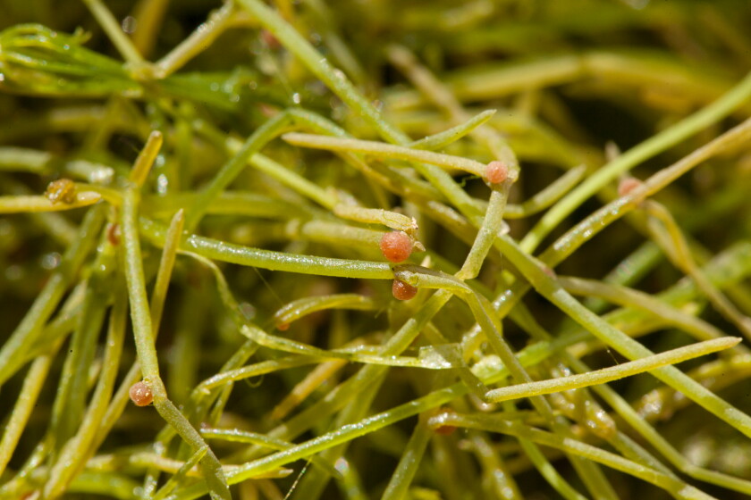 Starry stonewort is an aquatic invasive plant. It is a grass-like algae that is not native to North America. (Dave Hansen/Submitted Photo)