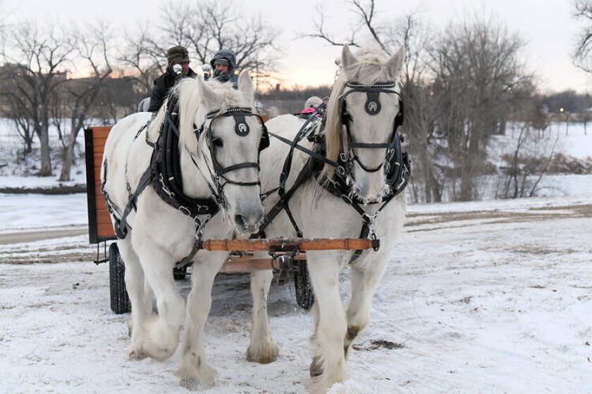 HollyDazzleHorses.jpg