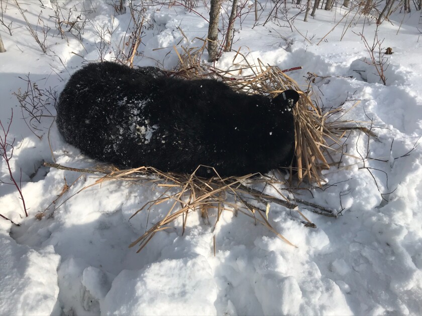 Bear in artificial nest.jpeg