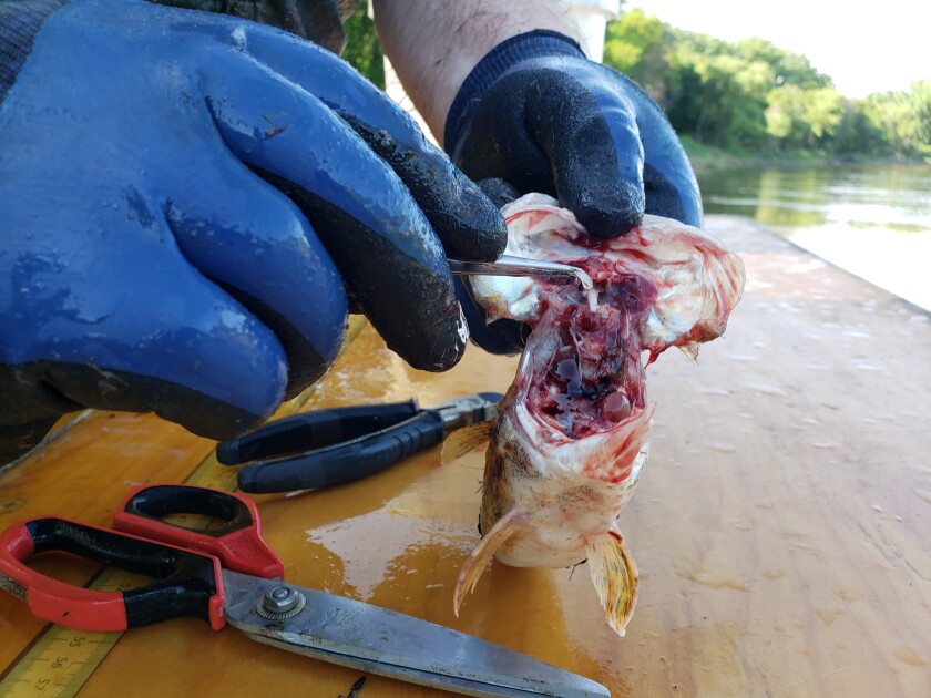 Sauger otolith extraction.jpg