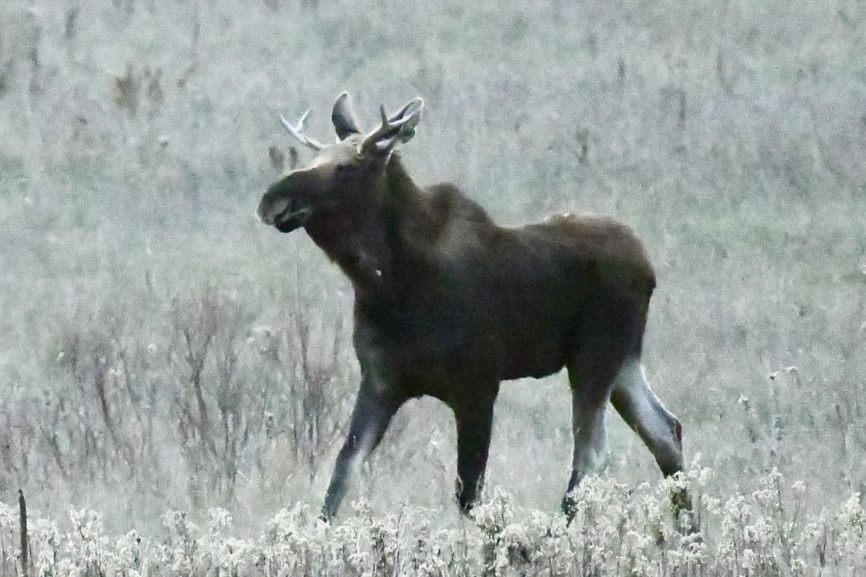 Photos: Rut the moose treks northward across Minnesota in fall of 2023 ...