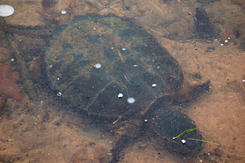 Northland Nature: Turtles swimming under ice - Duluth News Tribune ...