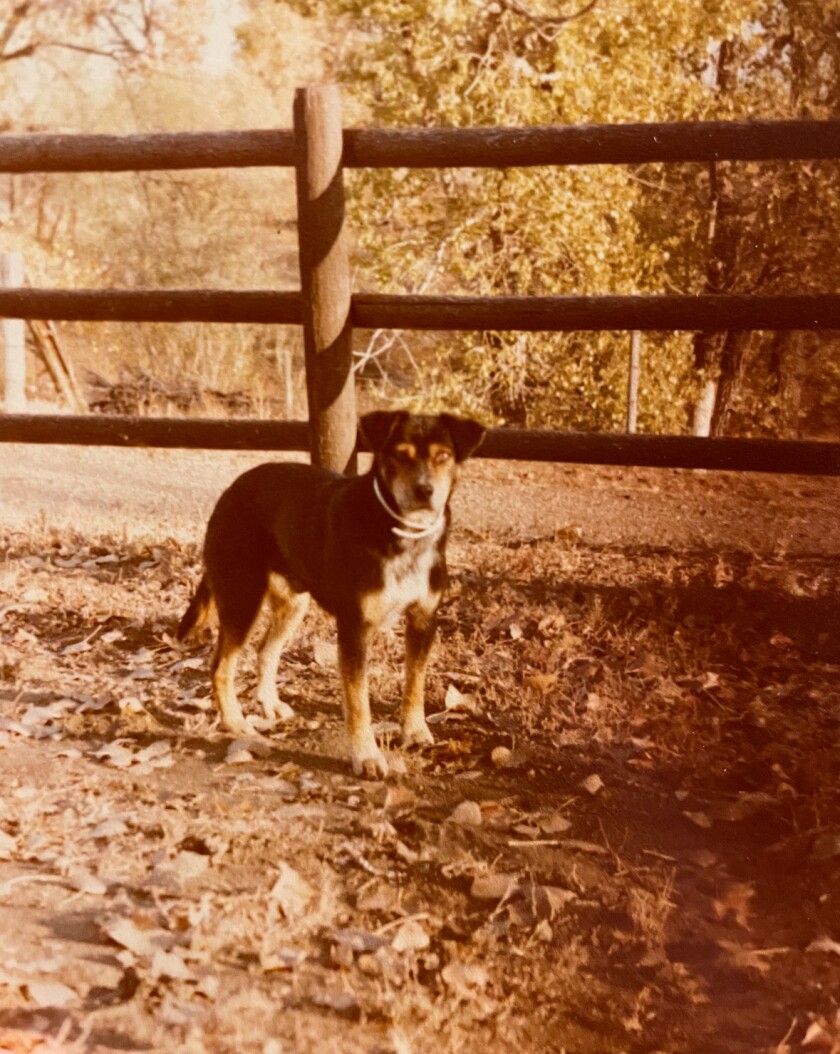 'Roadie the Ranch Dog' series brings ranching to young readers - Agweek ...